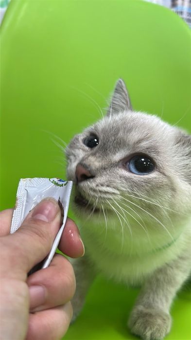 Голубоглазый котенок  6 мес ищём дом