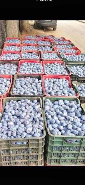 Prune pentru țuică – Gust autentic și randament bun