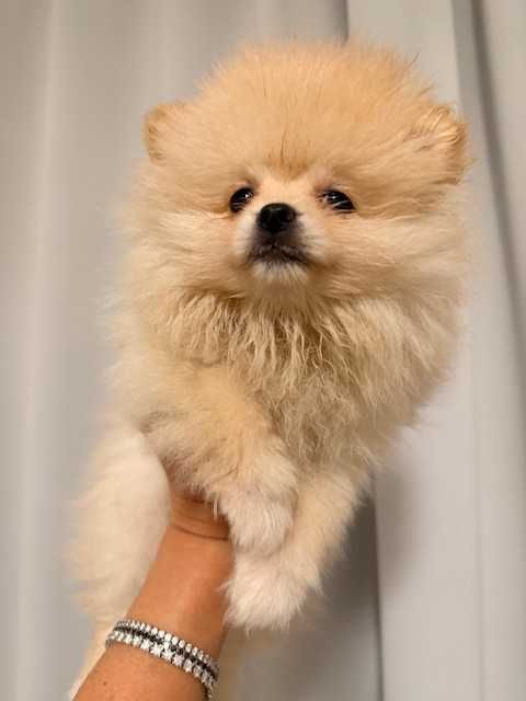 Pomeranian cu pedigree, poze reale!