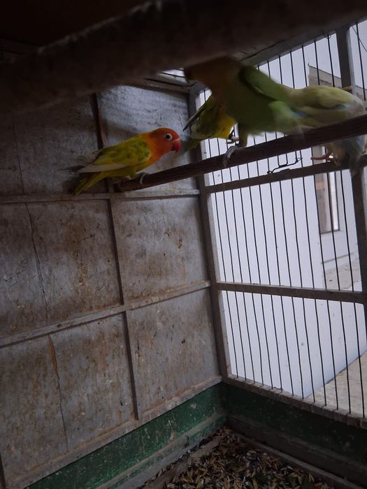 Papagali peruși de vânzare