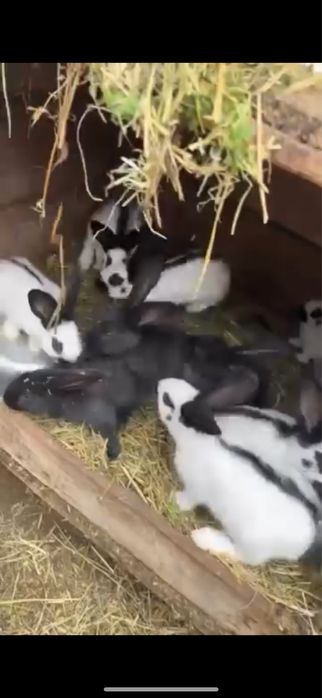 Iepuri fluture german