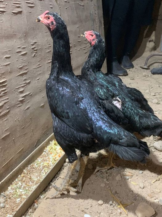 Корея 5 та жужа 1 хуроз 4 макиён сентябрь жужалари