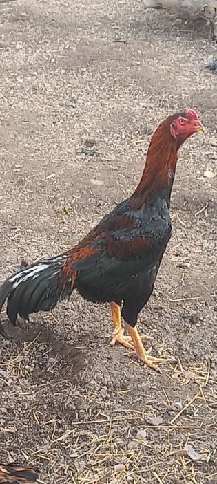 Хурозлар сотилади