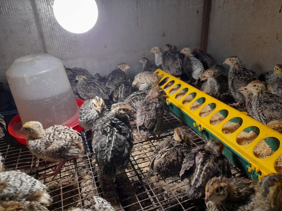 Vind en gros prepelite ldesfintez crescatoria