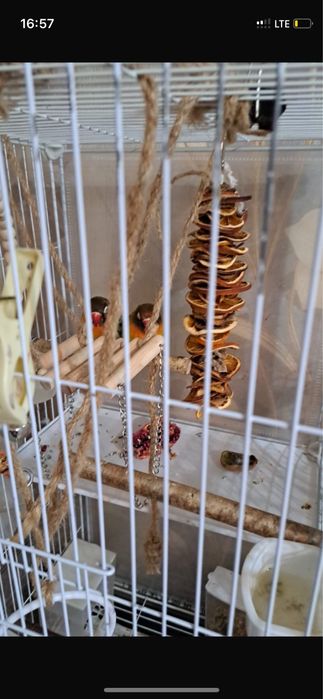 Продам неразлучников