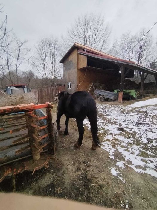 Armăsar de vînzare , foarte cuminte