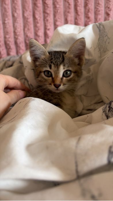 Отдам котенка в добрые руки!!! девочка