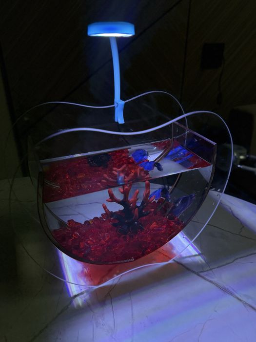 Рыба,подарок,аквариум,рыба в аквариуме,подарок для девушку