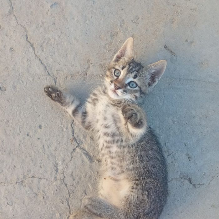 Отдам котёнка в добрые руки