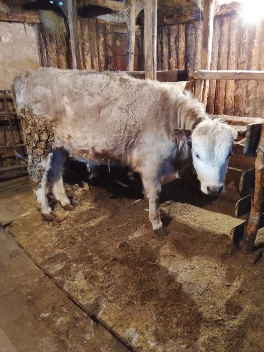 Продам бычка и телочку