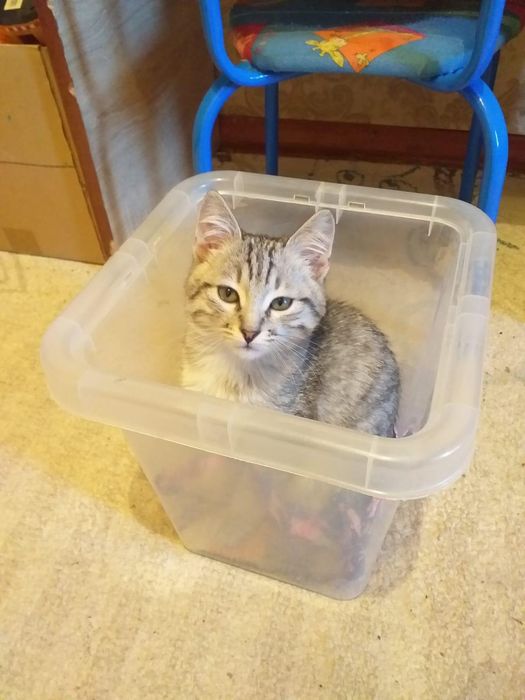 отдам кота в хорошие руки