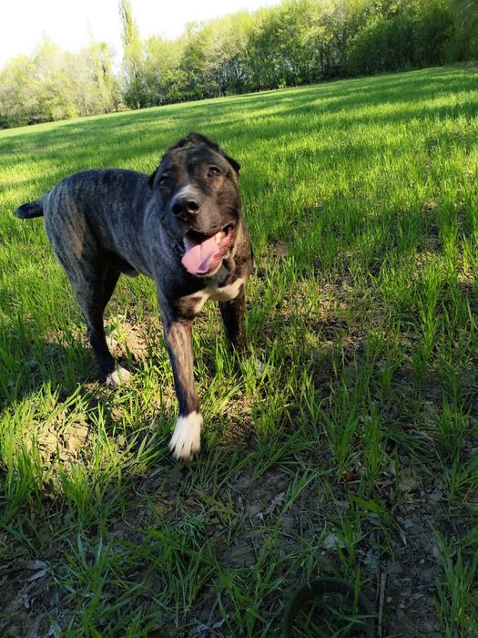 Чистокровный Итальянский Кане-Корсо...5 месяцев.