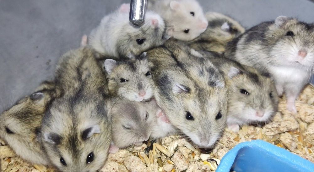 Джунгарики хомячки