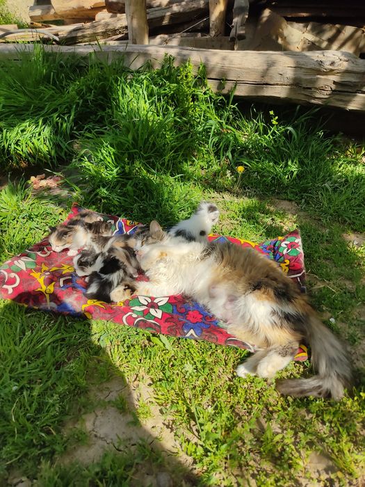 котята в добрые руки