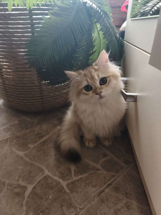 Британски котенца