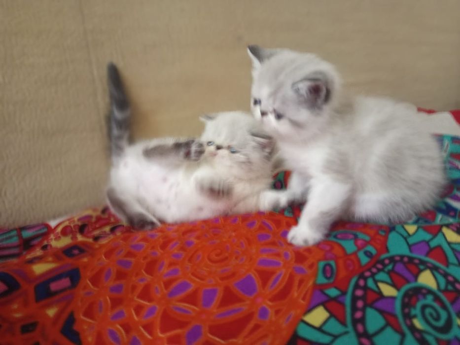 Плюшевые экзотики