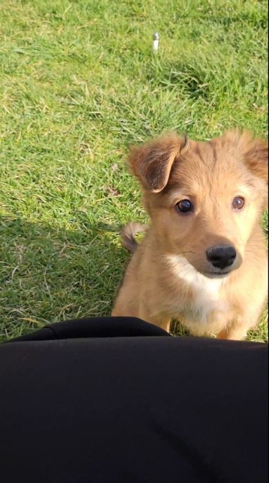 Собачка для хороших людей