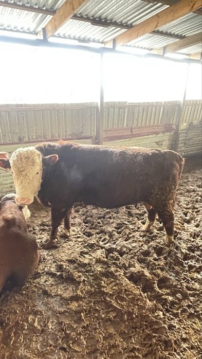 Buqa sotiladi nasldor