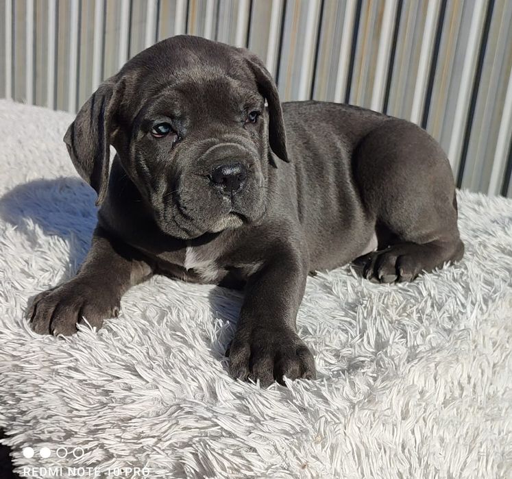 Кане Корсо. девочки.