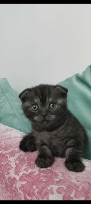 продажа шотландского котенка