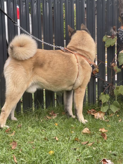 Mascul /American Akita