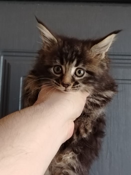 Мейн-куны котята