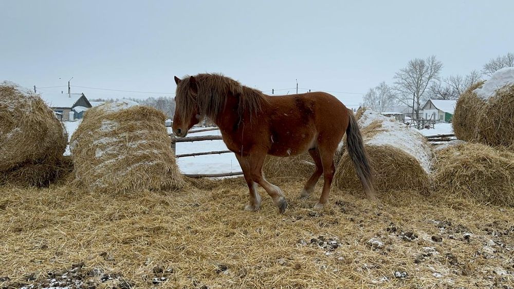 Жеребец шесть лет
