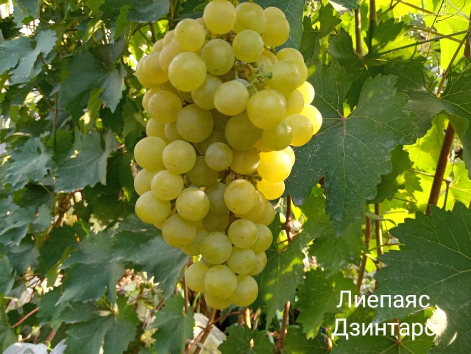 Виноград Сортовые саженцы