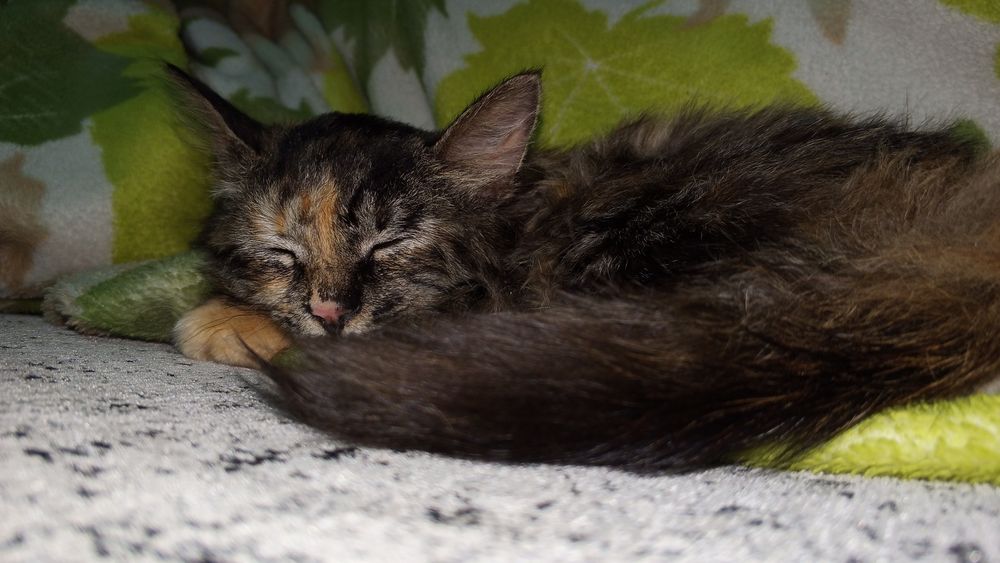 Отдам даром, только в добрые руки