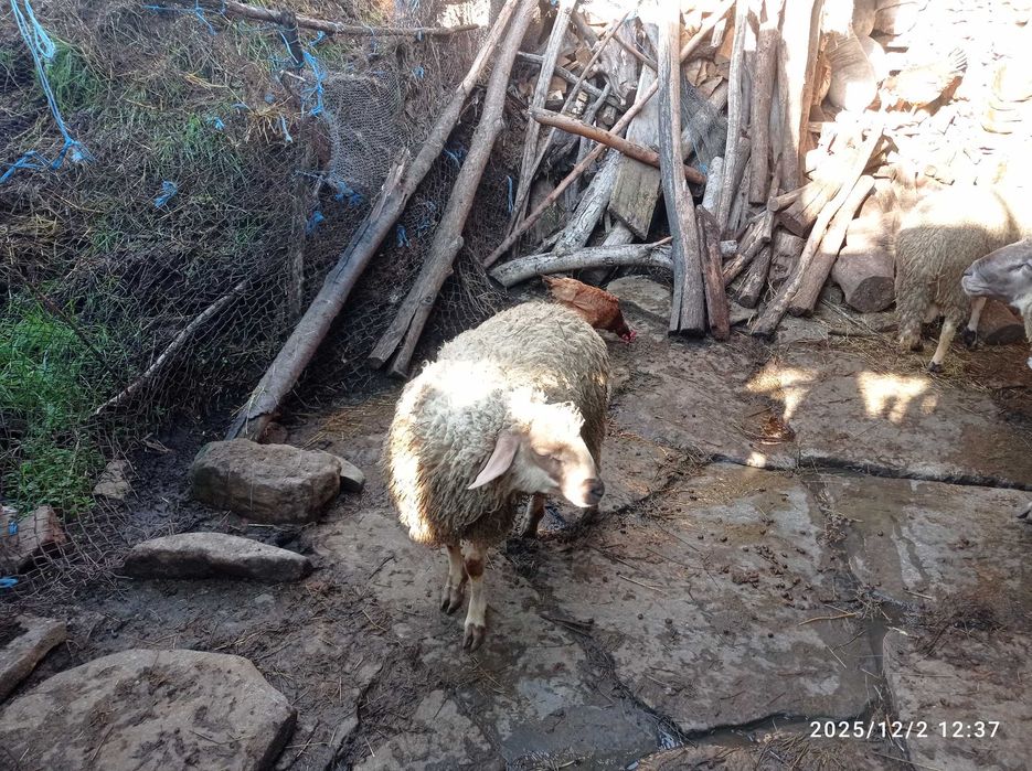 Продавам  агнета