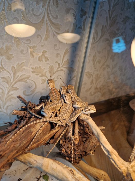 Бородатая агама малыши