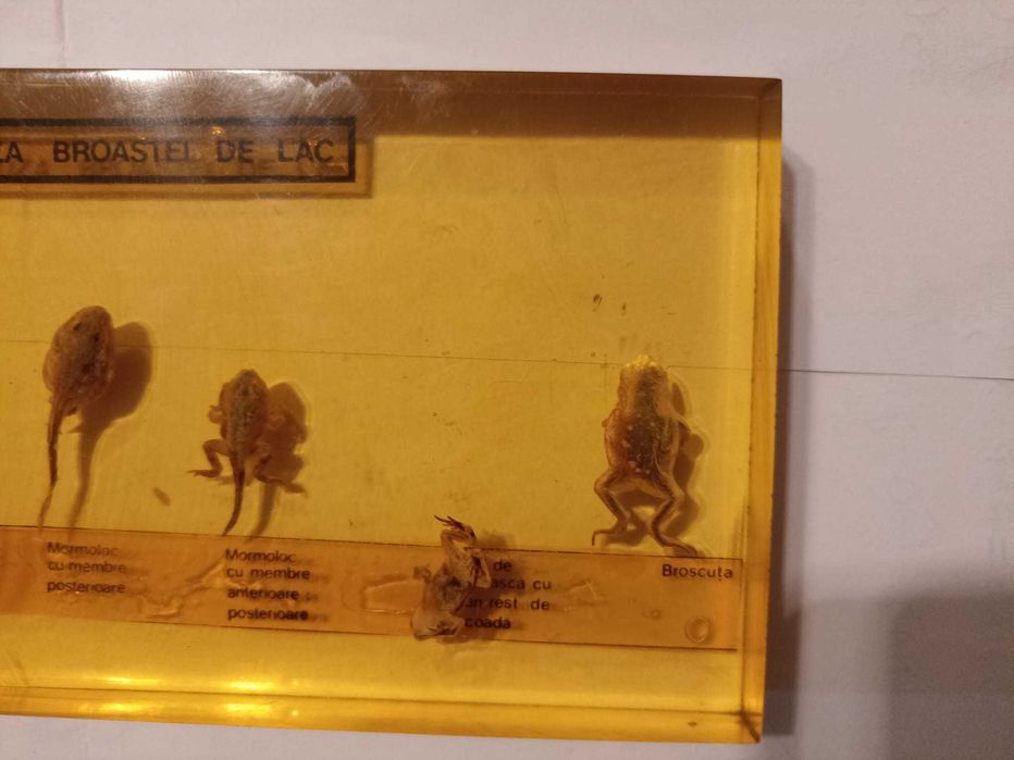 Metamorfoza broaștei de lac . Material didactic. Ceausescu. Comunism