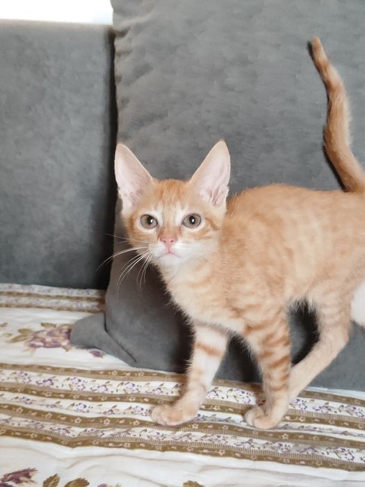 Отдам котята бауырластар 2
