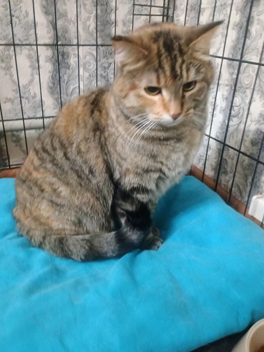 Отдам кота в добрые руки