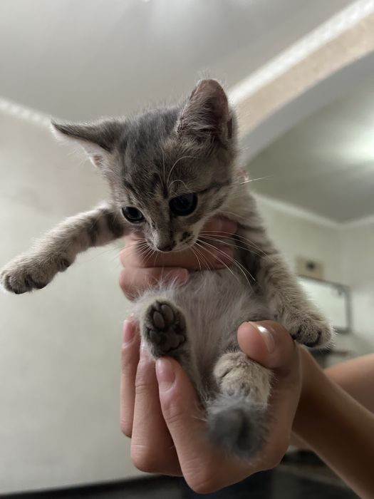 отдам котят в добрые руки