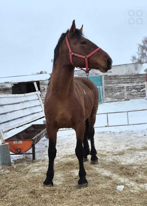 Продам жеребца мешаный