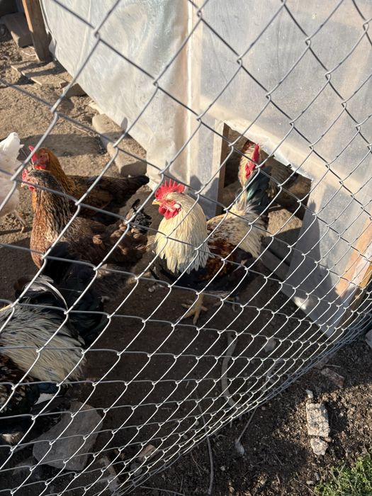 катунски петлета