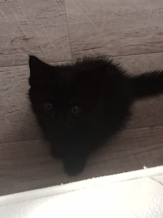 Котенок,примерно 4 месеца