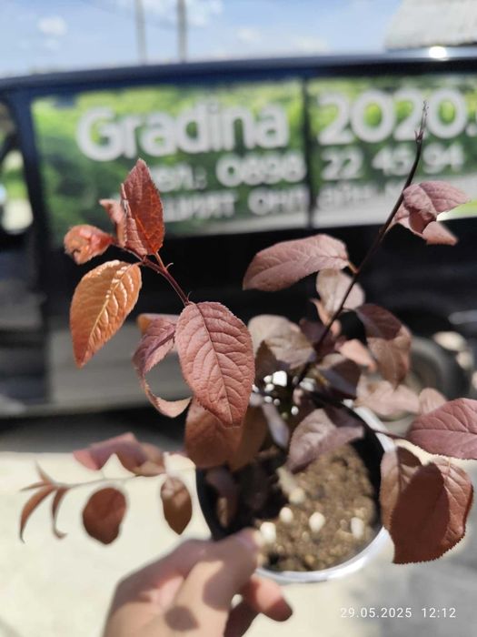 Червенолистна слива