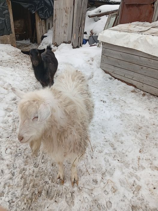 Продам коз альпийские