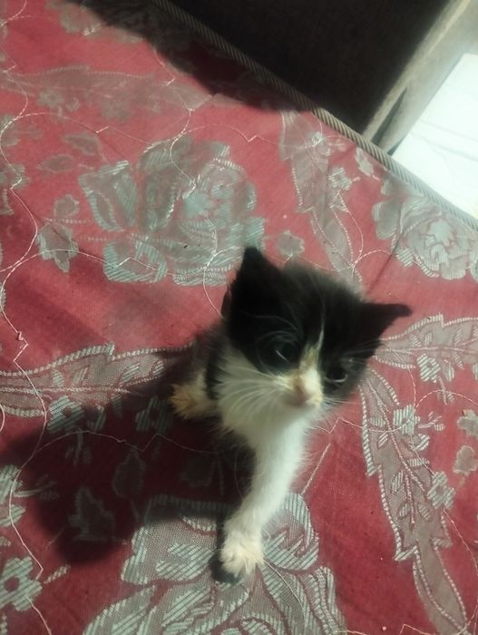 Милых котят отдам