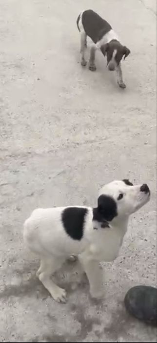 Курцхар стаффпен смес күшік