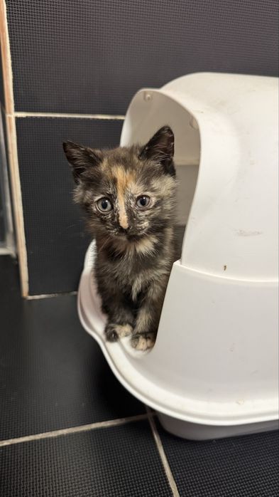 Отдам котят 1,5 месяца, мальчик и девочки