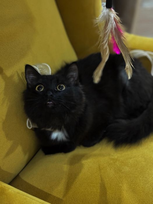Очень ласковая, игривая и милая кошка ищет своего человека.