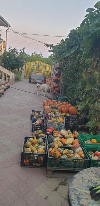 Vand dovleci si tartacute!