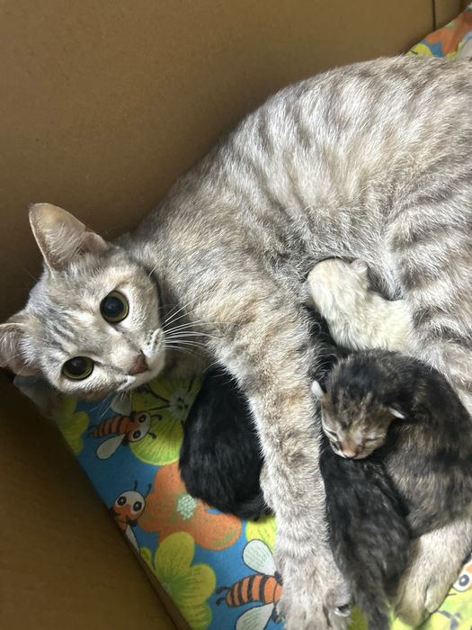 Отдам кошку 1 год