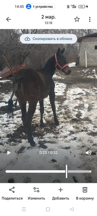 Тай ұрғашы англараб сатылады