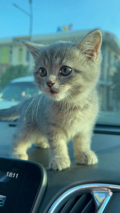 Кот, отдам даром