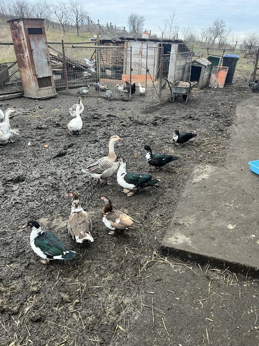 Se vainde 5 gaste tinere 8 rate mute si 6 boboci de bibilica