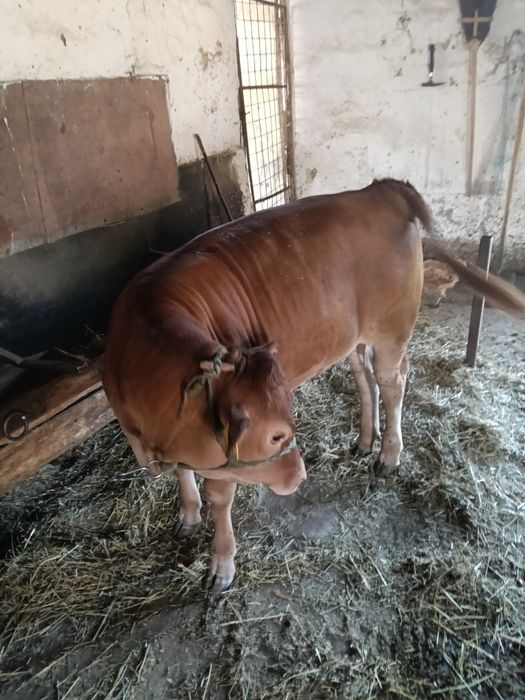 Vând vițea de 3 luni